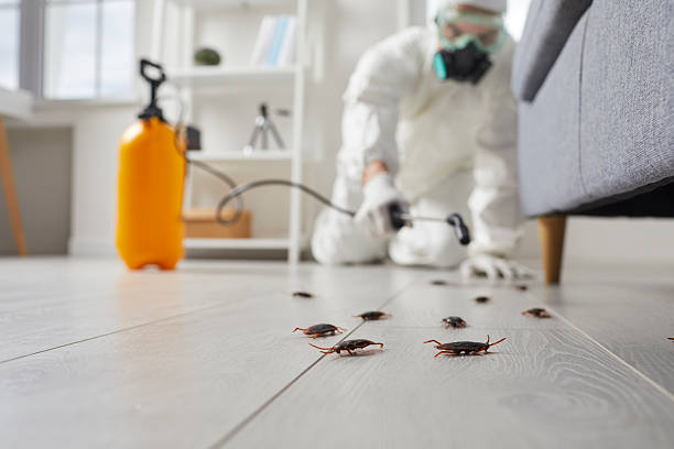 Post-Treatment Bed Bug Interceptor Monitoring in De Queen